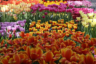 Vibrant Rows of Colorful Tulips in a Spring Garden