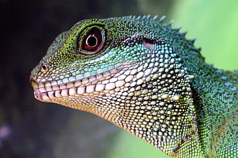 Close-up portrait of a green Chinese water dragon lizard