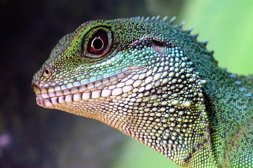 Close-up portrait of a green Chinese water dragon lizard
