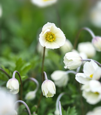 Close-up of white pasque flower with yellow center in spring garden