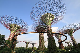 Supertree Grove at Gardens by the Bay, Singapore