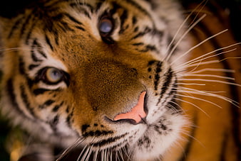 Close-up portrait of a tiger face with blue eyes