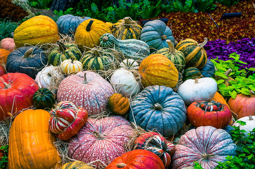 Colorful Heirloom Pumpkins and Gourds Autumn Harvest Display