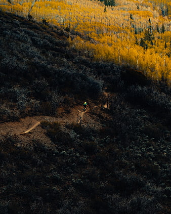 Mountain biker on trail through autumn aspen forest