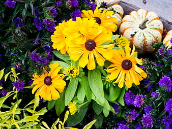 Vibrant yellow black-eyed susans and purple asters with pumpkins