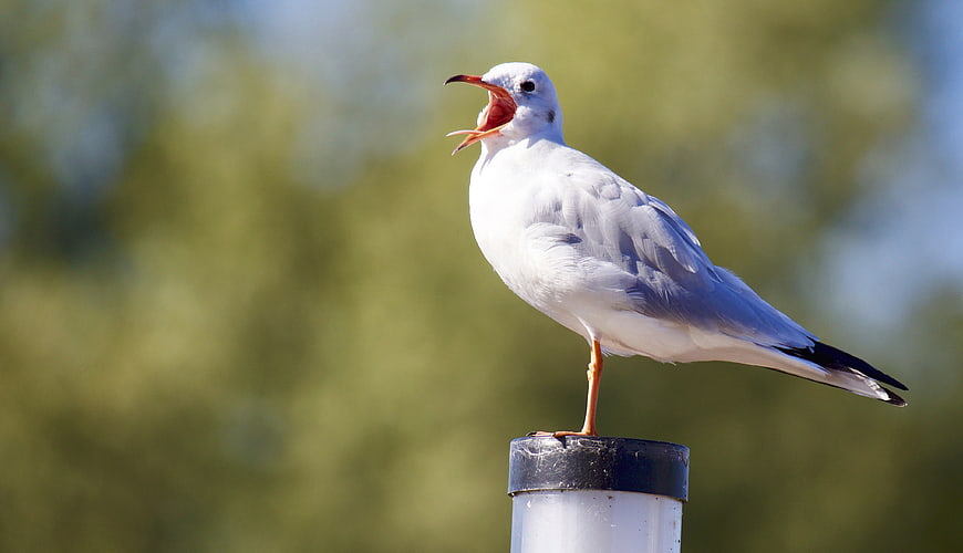 Seagull Calling on Post with Blurred Green Background