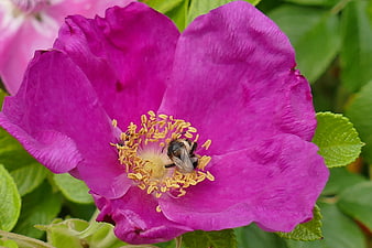 Close-up of a bee pollinating a vibrant pink wild rose flower