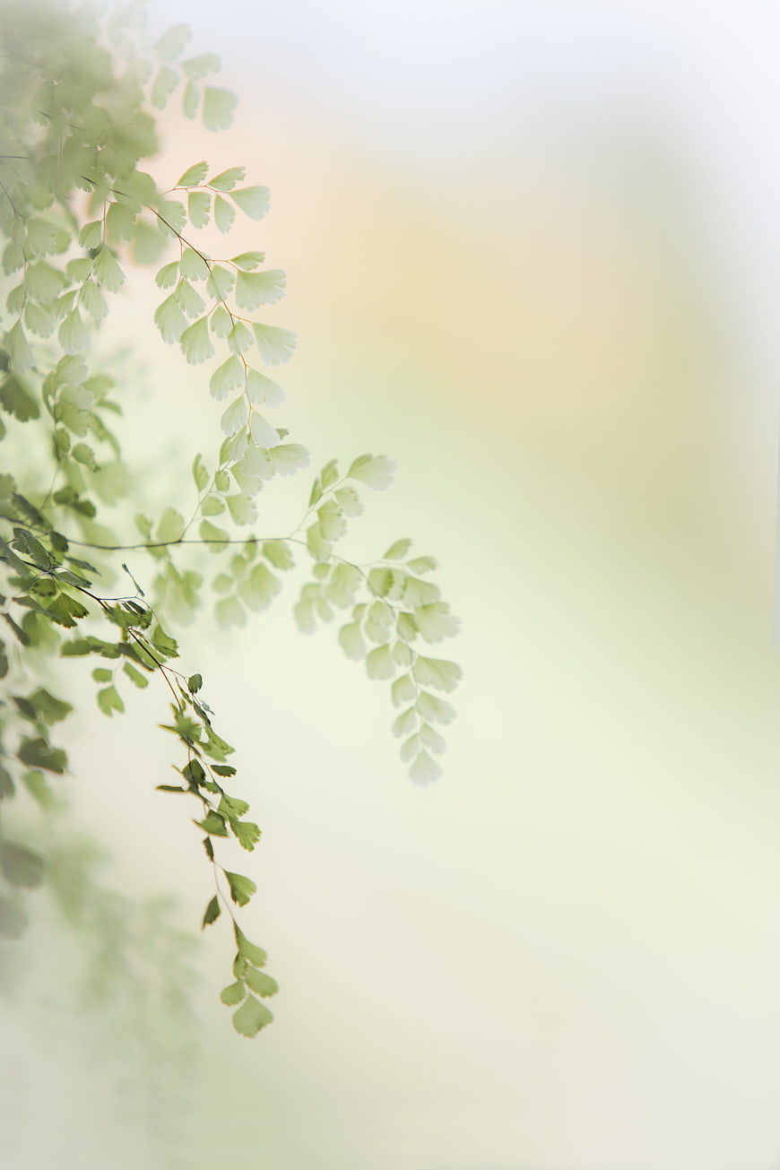 Soft Green Fern Leaves Against Blurred Background