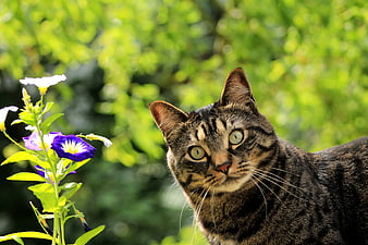 Tabby Cat Staring At Camera Near Purple And White Flowers