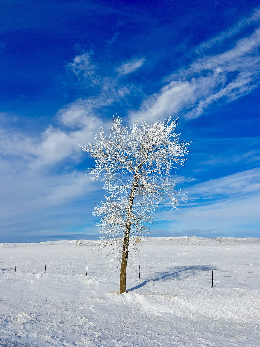 Lone frost-covered tree in snowy winter landscape