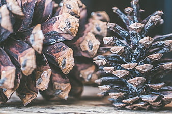 Close-up of rustic pine cones on wooden surface