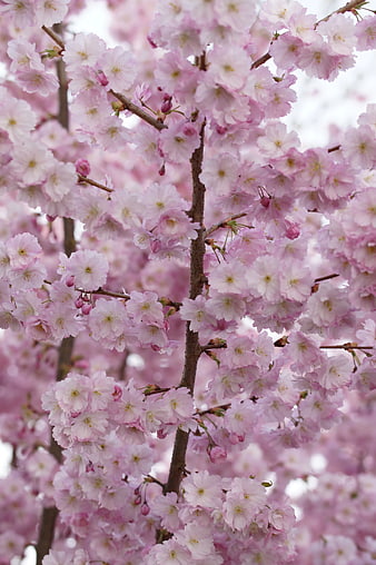Close-up of Pink Cherry Blossoms on Branches