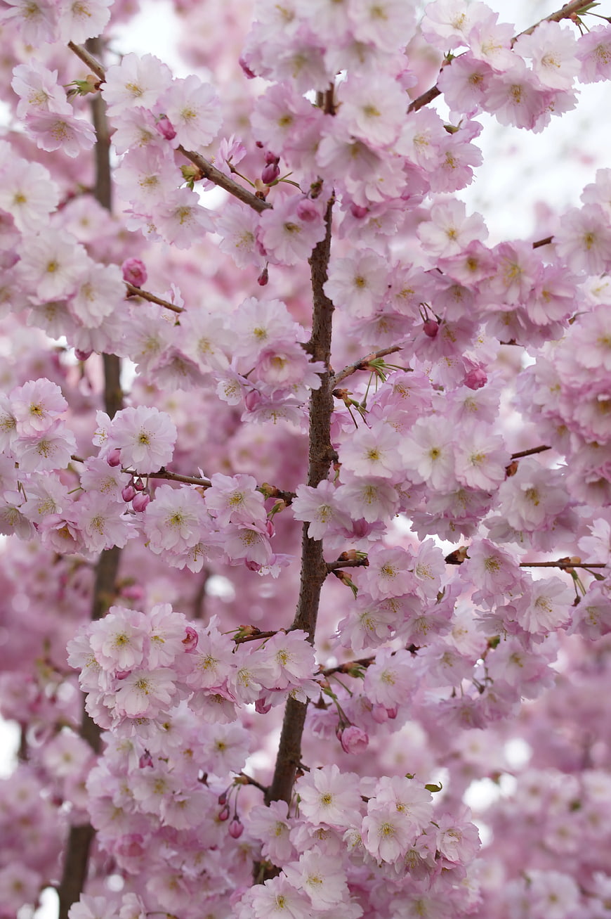 Close-up of Pink Cherry Blossoms on Branches