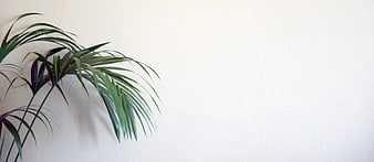 Minimalist Green Palm Leaves Against White Textured Wall Background