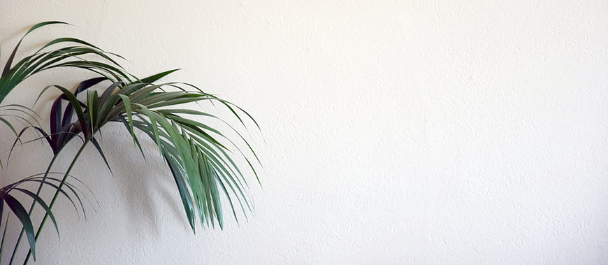 Minimalist Green Palm Leaves Against White Textured Wall Background