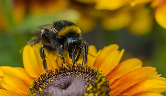 Close-up of a bumblebee pollinating a yellow flower