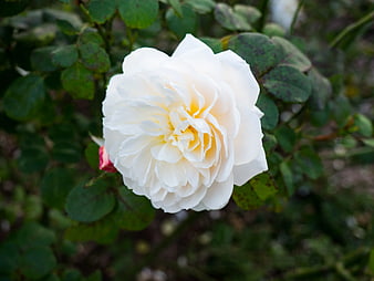 Close-up of a white rose with yellow center in garden