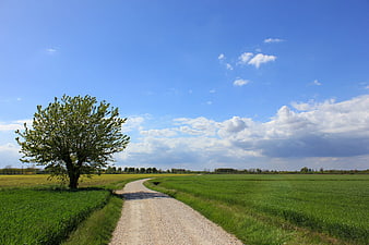 Rural gravel road winding through green fields with a solitary tree