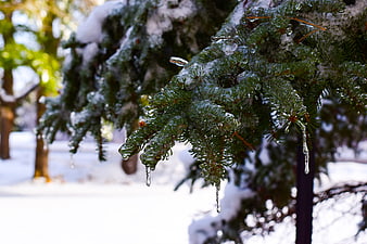 Close-up of snow-covered pine branch with icicles