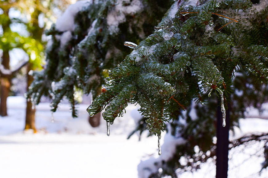 Close-up of snow-covered pine branch with icicles