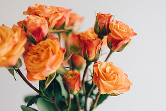 Vibrant Orange Roses on White Background