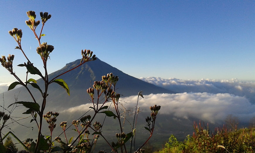 Wildflowers in Foreground with Majestic Mountain and Clouds