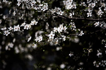 White Blossoms on Dark Branches in Spring Sunlight
