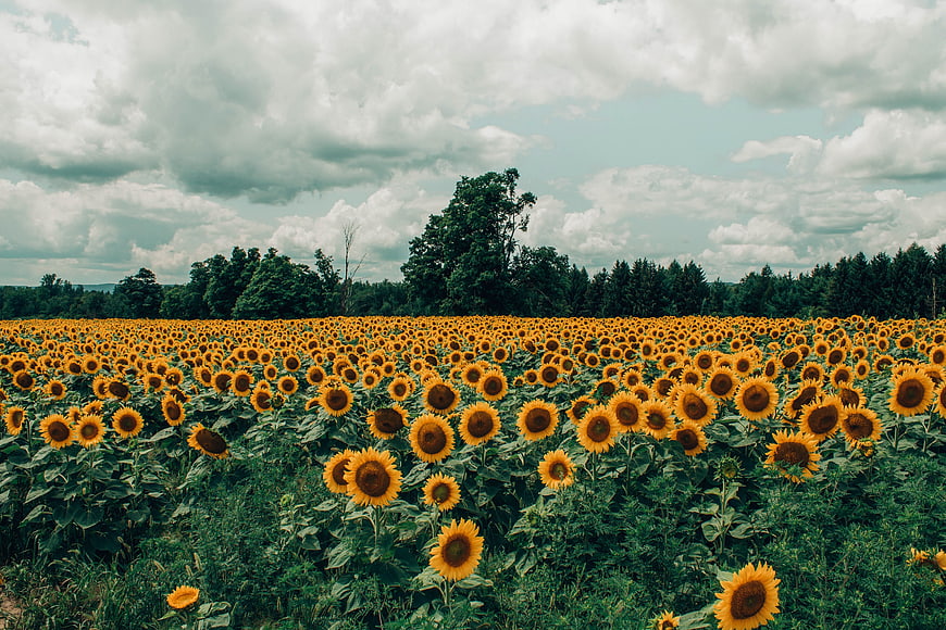 Vibrant Sunflower Field Under Cloudy Sky