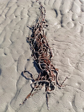 Dried seaweed tangled on textured white sand beach