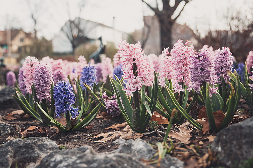 Pink and purple hyacinth flowers blooming in a spring garden