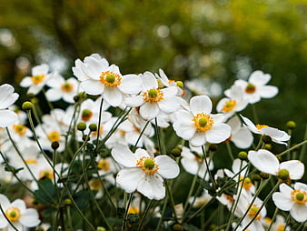 White Japanese Anemone Flowers with Yellow Centers in Garden