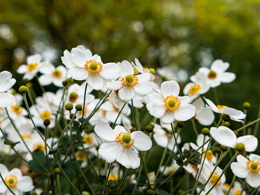 White Japanese Anemone Flowers with Yellow Centers in Garden