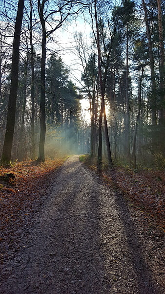 Sunlit Forest Path in Autumn Morning Mist