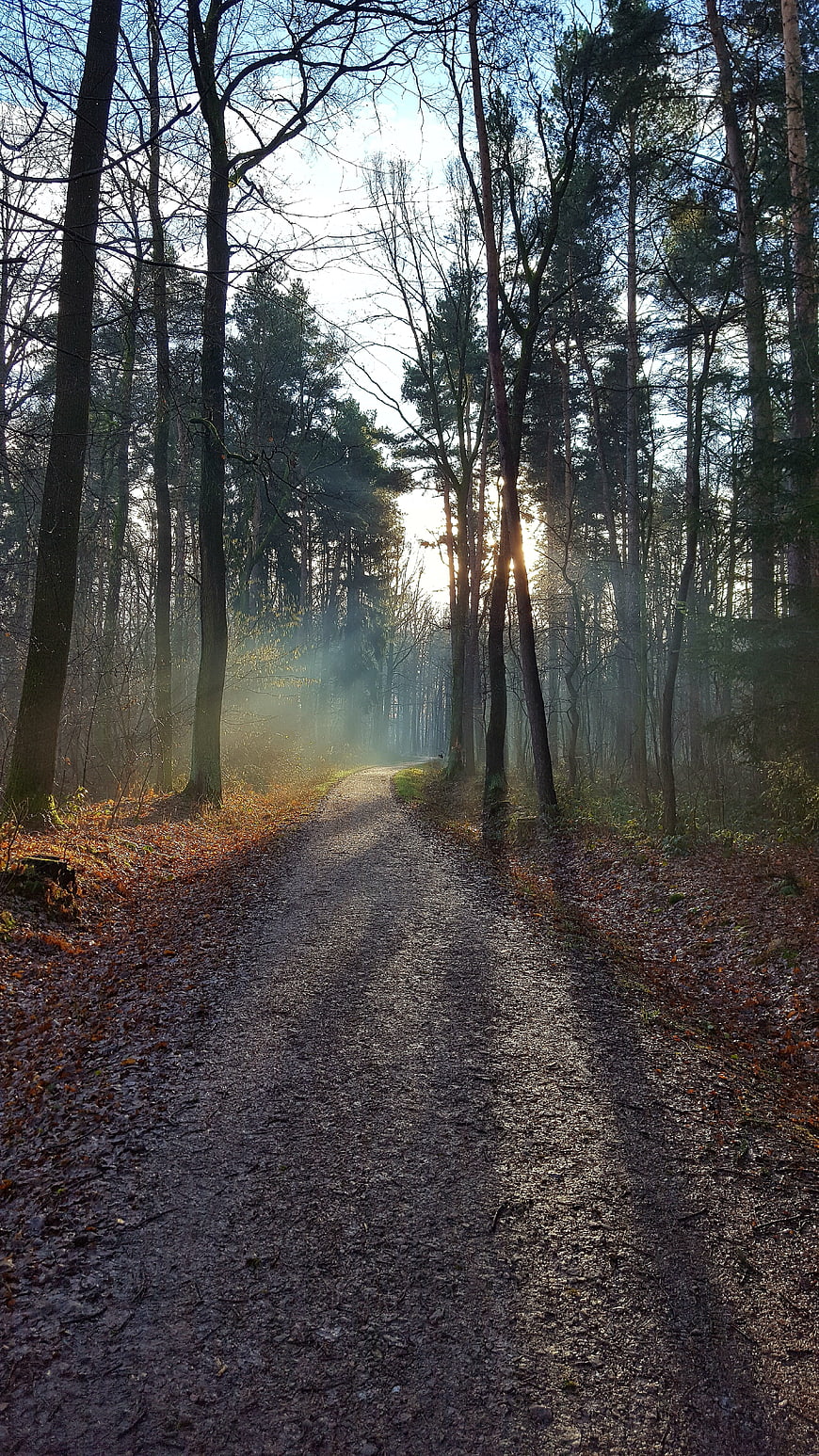 Sunlit Forest Path in Autumn Morning Mist