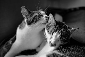 Two Cats Sleeping Together in Black and White