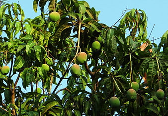 Green Mangoes Hanging on Tropical Tree Branches