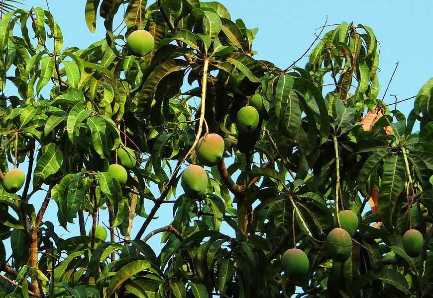 Green Mangoes Hanging on Tropical Tree Branches