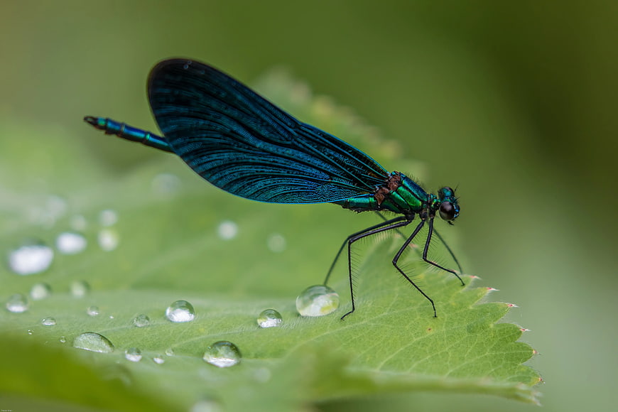Iridescent Blue Damselfly on Green Leaf with Water Droplets