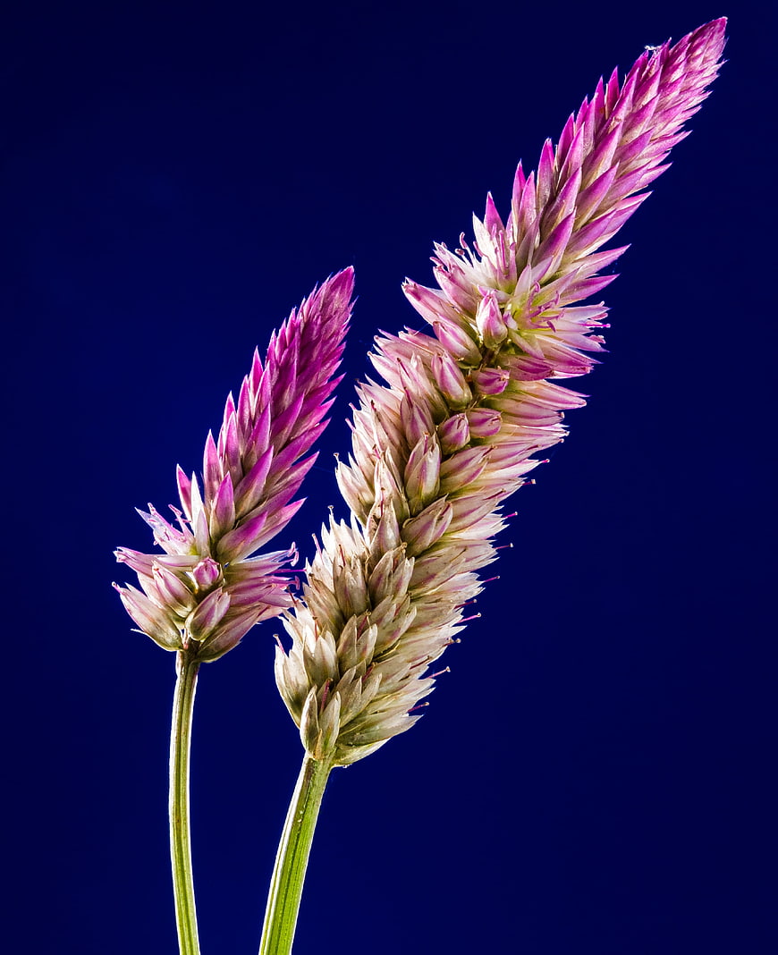 Silver Cockscomb Celosia Flowers on Blue Background
