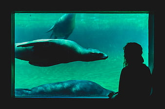 Silhouette of person watching sea lions in aquarium tank