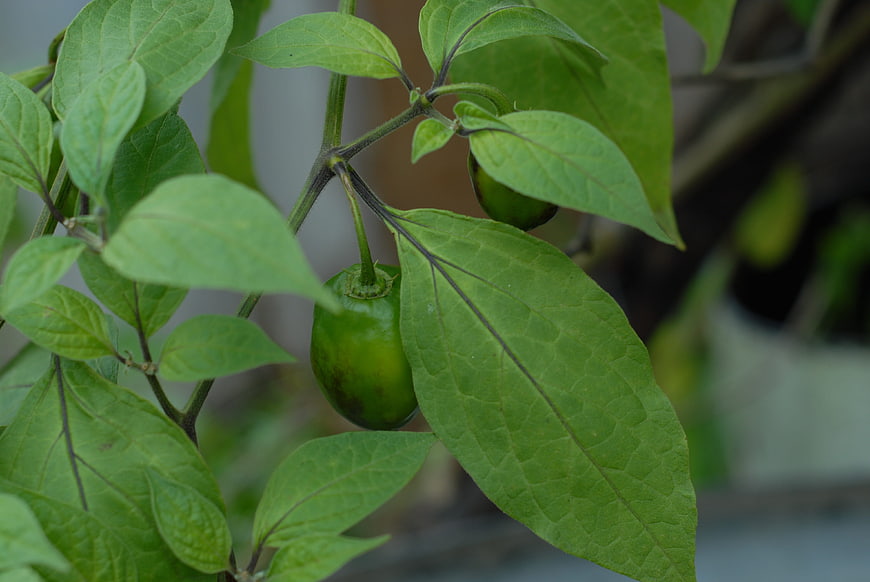 Green jalapeño pepper growing on plant with leaves