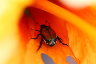 Macro shot of iridescent beetle on orange flower petal