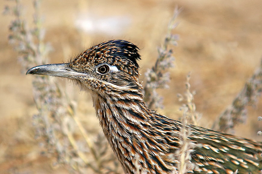 Close-up of a Greater Roadrunner in Natural Habitat