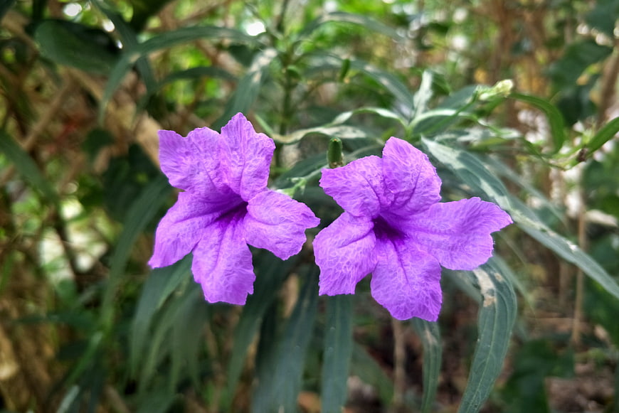 Close-up of vibrant purple Ruellia simplex flowers in nature