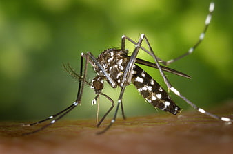 Close-up of Asian Tiger Mosquito on Human Skin