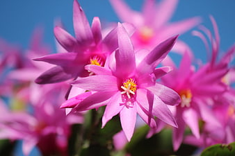 Close-up of vibrant pink cactus flowers against blue sky
