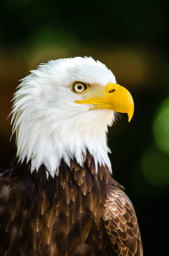 Close-up portrait of a majestic bald eagle head