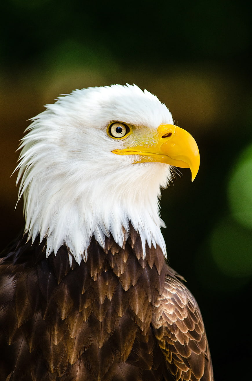 Close-up portrait of a majestic bald eagle head