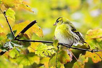 Yellow Siskin Bird Perched on Branch in Autumn Forest