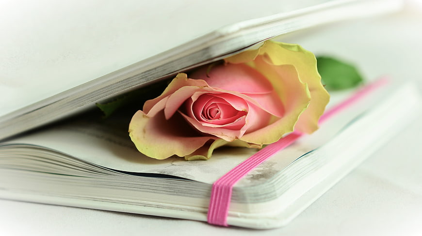 Pink Rose Tucked Inside an Open Book with Pink Bookmark